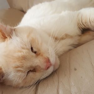 Meet your Posher, Cozette